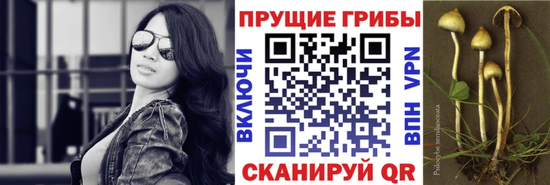 Псилоцибиновые грибы Psilocybine cubensis Керчь